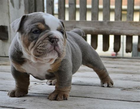 Blue Olde English Bulldog Puppies Picture - Dog Breeders Guide