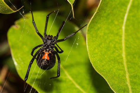 Black Widow Spider Bite Symptoms - Identification And Treatment Of A Wolf Spider Bite ...