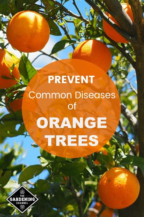 Common Diseases of Orange Trees - Gardening Channel