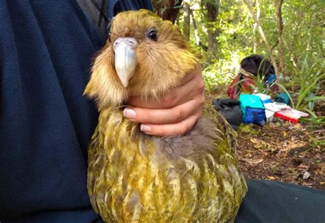 Life with the endangered kākāpō | EMBL