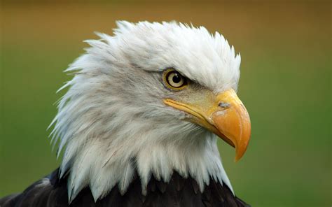 2560x1600px » Free Bald Eagle Wallpapers