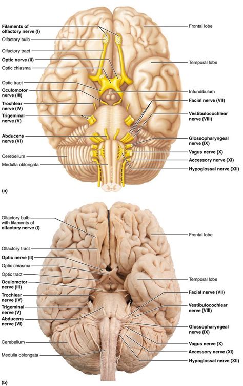 Nerve Anatomy, Brain Anatomy, Human Body Anatomy, Human Anatomy And Physiology, Muscle Anatomy ...