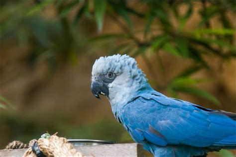 Are Blue Macaws Extinct?