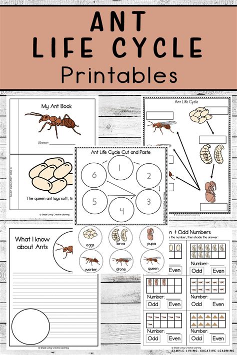 Ant Life Cycle Printables - Simple Living. Creative Learning