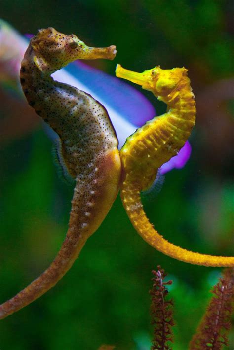 31++ Seahorse images photo ideas | smallhorsestabledesigns