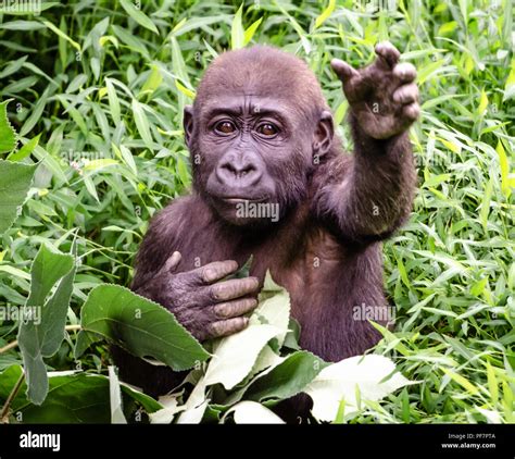 Baby Gorilla at Play Stock Photo - Alamy