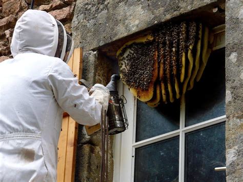 Bee Removal in Santa Monica, Orange County and Los Angeles | The Bee Removers - Bee Removal ...