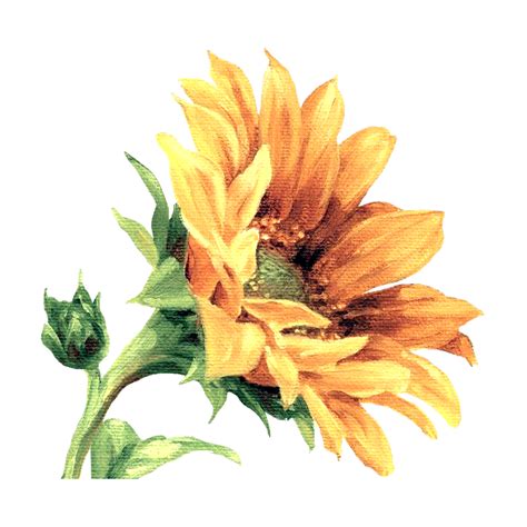 Sunflower Watercolor Png - ferduju