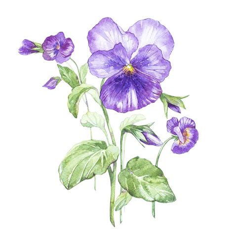 Pansy flower Painting by Anna Asetrova | Saatchi Art