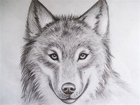 Wolf Pencil Drawing