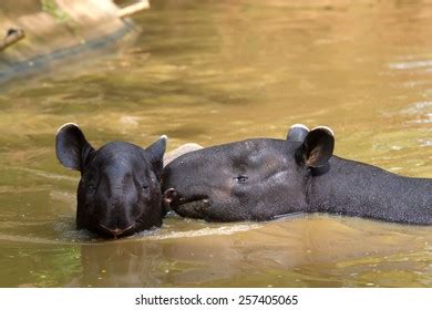 Swimming Tapir Royalty-Free Images, Stock Photos & Pictures | Shutterstock