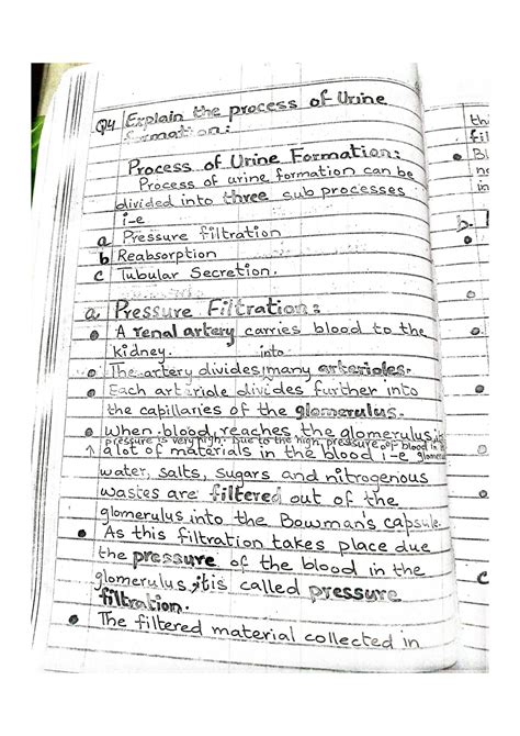 SOLUTION: Urine formation - Studypool