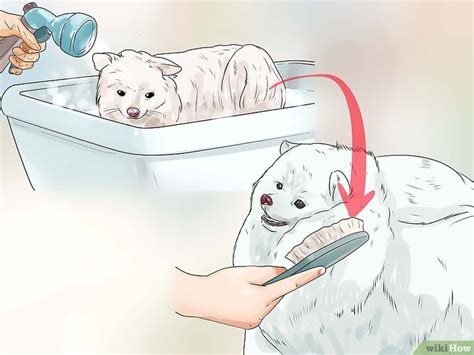 How to Groom a Pomeranian: An Easy-to-Follow Guide