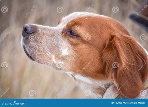 Beautiful Dog. Portrait. Epagneul Breton Stock Photo - Image of briton, orange: 132030742