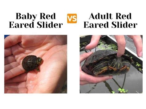 How Long Can Red Eared Sliders Hold Their Breath? - TurtleHolic