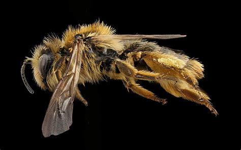 This Weird New Bee Species From Australia Looks Like a Dog | Nature World News