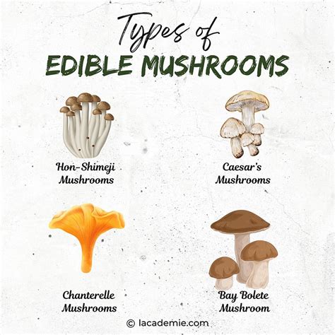 Edible Mushrooms Pictures