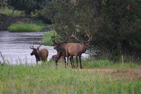 Rocky Mountain Elk stock image. Image of stream, water - 137061791