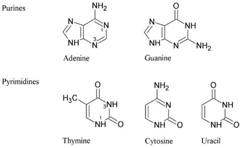 Dna Structure Nitrogenous Base