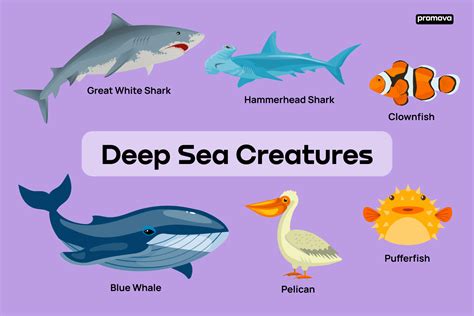 Deep Sea Animals