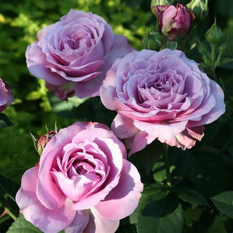 Purple Miniature Roses - Lavender Plant