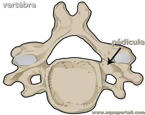 Pédicule : définition et explications