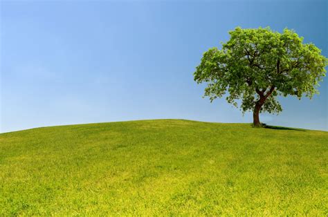 Oak Tree Landscape Free Stock Photo - Public Domain Pictures