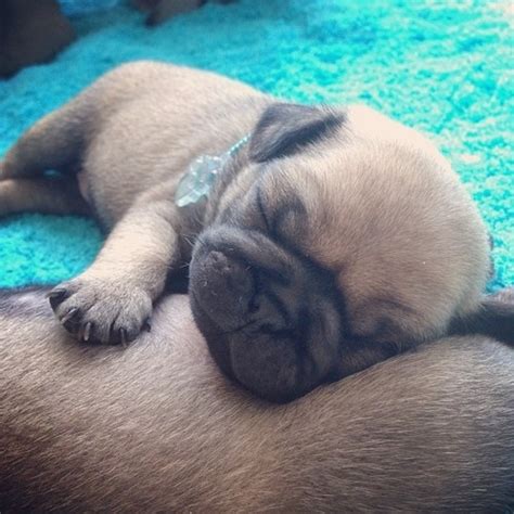 Precious Sleeping Pug Pictures, Photos, and Images for Facebook, Tumblr ...