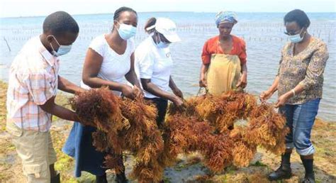 seaweed farming News - Latest seaweed farming News, Breaking seaweed farming News, seaweed ...