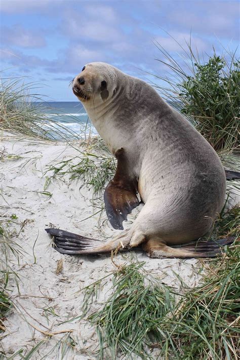 Fur Seal or Sea Lion – How to Tell the Difference — Wild Dunedin