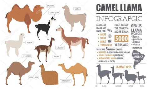 Camel, llama, guanaco, alpaca breeds infographic template. Anim — Stock Vector © A7880S #130170734