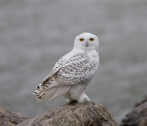 Snowy Owl | Great Bird Pics