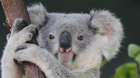 Koala Names (599 Awesome Naming Ideas) - Blog Of Tom