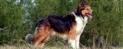 Old-Time Scotch Collie FAQ, Learn About This Amazing Breed of Dog