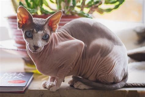 How Much Does a Sphynx Cat Cost? 2024 Price Guide | Hepper