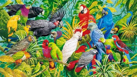 Parrots Wallpapers on WallpaperDog