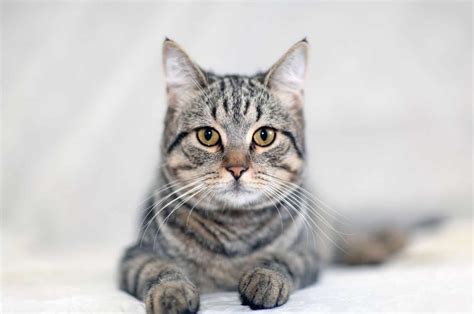 Striped And Tabby Cat Breeds And Types PetCareRx, 60% OFF