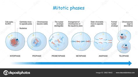 Mitosis Stages Interphase Prophase Prometaphase Metaphase Anaphase Telophase Cell Division Stock ...