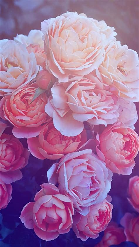 20 Incomparable rose aesthetic wallpaper desktop You Can Get It Free Of Charge - Aesthetic Arena