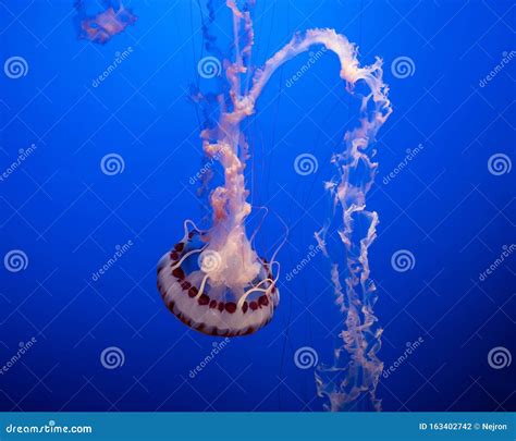 Magnificent Exotic Jellyfishes in an Aquarium Stock Photo - Image of aqua, jellyfish: 163402742