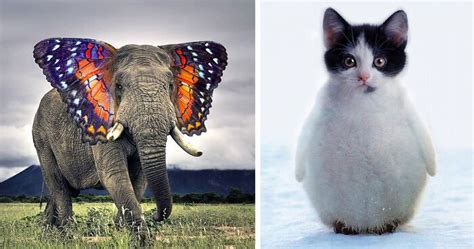 15+ Strange Animal Hybrids Bred In Photoshop | Bored Panda