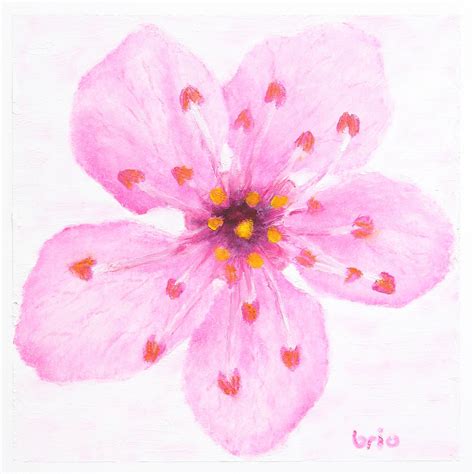 Pink Cherry Blossom Flower Drawing Done With Makeup - Etsy