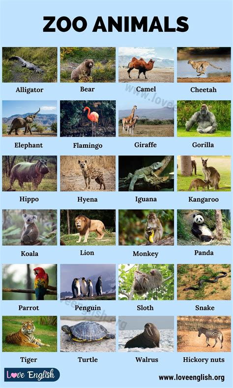 Zoo Animals: List of 24 Common Names of Zoo Animals in English - Love English