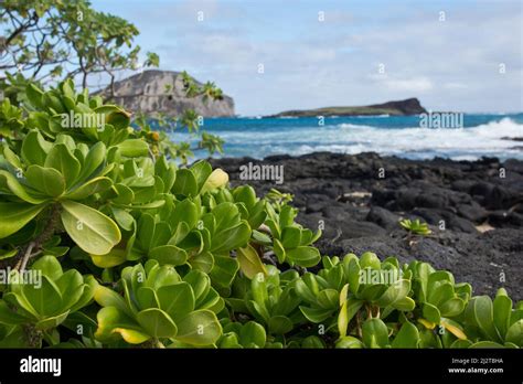 Black rock beach Stock Photo - Alamy