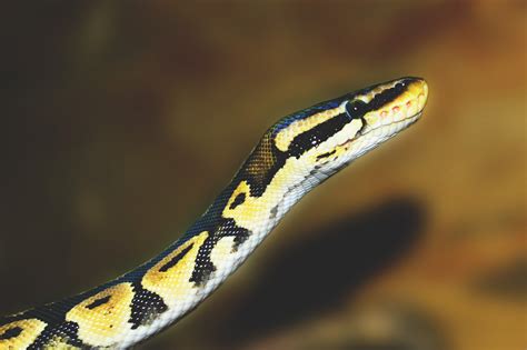 Python Snake Royalty-Free Stock Photo