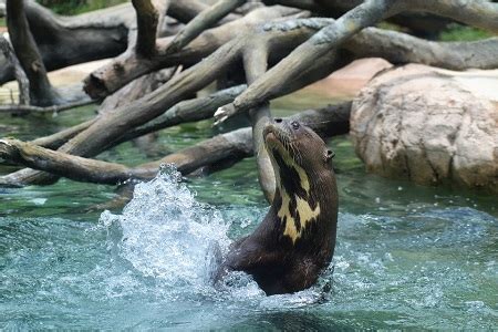 Giant Otter | Habitat, Size & Adaptations | Study.com