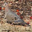 Doves (Columbidae) - North American Doves - Birds of North America