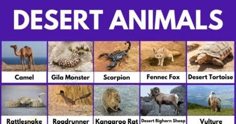 Desert Animals: 51 Common Animals That Live in the Desert • 7ESL