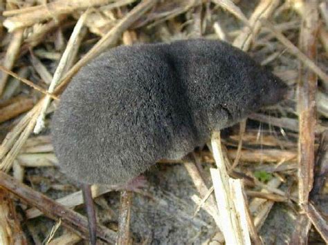 Southern Short-tailed Shrew - Facts & Habitat Information