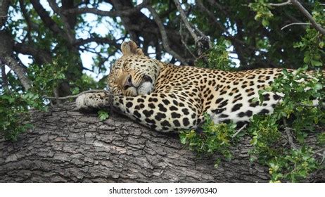 African Leopard Sleeping Tree Stock Photo 1399690340 | Shutterstock